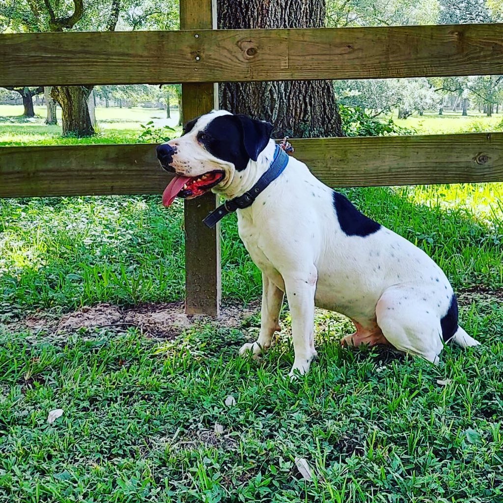 It’s going to be a year since I left the shelter and I’m still sitting in boarding waiting for a miracle. My name is Snoopy and I’m super loving and sweet, I do well with low energy dogs as I’m not a very hyper boy. I’m kennel trained, house broken, but do need some help when walking on a leash as I do tend to pull. Please, please consider adopting or fostering me, I’m not a bad dog and deserves the opportunity to be in a home. 

<a target='_blank' href='https://www.instagram.com/explore/tags/bravebullyrescue/'>#bravebullyrescue</a> <a target='_blank' href='https://www.instagram.com/explore/tags/Advocate/'>#Advocate</a> <a target='_blank' href='https://www.instagram.com/explore/tags/Educate/'>#Educate</a> <a target='_blank' href='https://www.instagram.com/explore/tags/Rescue/'>#Rescue</a> <a target='_blank' href='https://www.instagram.com/explore/tags/Adopt/'>#Adopt</a> <a target='_blank' href='https://www.instagram.com/explore/tags/cowardsfightpitbulls/'>#cowardsfightpitbulls</a> <a target='_blank' href='https://www.instagram.com/explore/tags/thecourageousfightforthem/'>#thecourageousfightforthem</a><a target='_blank' href='https://www.instagram.com/explore/tags/RescueIsMyFavoriteBreed/'>#RescueIsMyFavoriteBreed</a> <a target='_blank' href='https://www.instagram.com/explore/tags/PunishTheDeedNotTheBreed/'>#PunishTheDeedNotTheBreed</a> <a target='_blank' href='https://www.instagram.com/explore/tags/AdoptDontShop/'>#AdoptDontShop</a> <a target='_blank' href='https://www.instagram.com/explore/tags/bullylove/'>#bullylove</a> <a target='_blank' href='https://www.instagram.com/explore/tags/bulliesandbrewskis/'>#bulliesandbrewskis</a> <a target='_blank' href='https://www.instagram.com/explore/tags/BeerAndBullies/'>#BeerAndBullies</a> <a target='_blank' href='https://www.instagram.com/explore/tags/PitBullLife/'>#PitBullLife</a> <a target='_blank' href='https://www.instagram.com/explore/tags/PitBullsRock/'>#PitBullsRock</a> <a target='_blank' href='https://www.instagram.com/explore/tags/BraveBullyRescueRocks/'>#BraveBullyRescueRocks</a><a target='_blank' href='https://www.instagram.com/explore/tags/pitbullsofinstagram/'>#pitbullsofinstagram</a> <a target='_blank' href='https://www.instagram.com/explore/tags/DontBullyMyBreed/'>#DontBullyMyBreed</a> <a target='_blank' href='https://www.instagram.com/explore/tags/FostersAreHeroes/'>#FostersAreHeroes</a> <a target='_blank' href='https://www.instagram.com/explore/tags/FostersSaveLives/'>#FostersSaveLives</a> <a target='_blank' href='https://www.instagram.com/explore/tags/makepitbullsgreatagain/'>#makepitbullsgreatagain</a> <a target='_blank' href='https://www.instagram.com/explore/tags/pitbullslivesmatter/'>#pitbullslivesmatter</a><a target='_blank' href='https://www.instagram.com/explore/tags/endbsl/'>#endbsl</a><a target='_blank' href='https://www.instagram.com/explore/tags/endanimalcruelty/'>#endanimalcruelty</a><a target='_blank' href='https://www.instagram.com/explore/tags/betheirvoice/'>#betheirvoice</a>