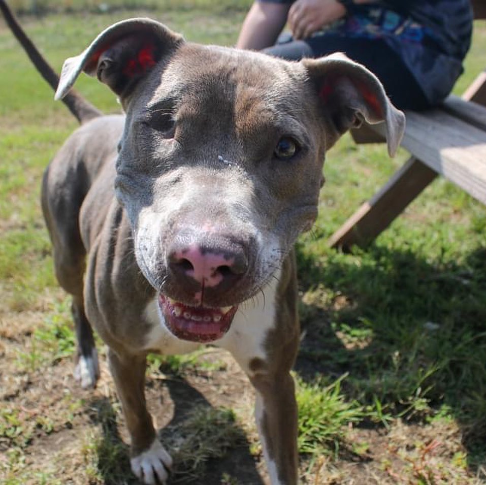 Yesterday, we found 30 animals homes during Clear the Shelters. Day 2 is today! And Pebbles really hopes she finds her home today.

Pebbles has been with us since MAY. She had some medical and behavior problems to work through. Pebbles has been available for about a month and has not had a single visit. 

She is extremely sweet and playful. Pebbles has been working with our behavior team and knows many commands. She can even shake! 

This little one is looking for a home with kids over 12 and no small dogs. She is dog selective, which means she likes some dogs and prefers to be left alone by others. If you have another dog in the home, please bring them by to meet Pebbles and see if they would be good friends!

Please come out and adopt today! We have 50% off adoption fees, volunteer trainings, and more. Dogs like Pebbles still are looking for their families!