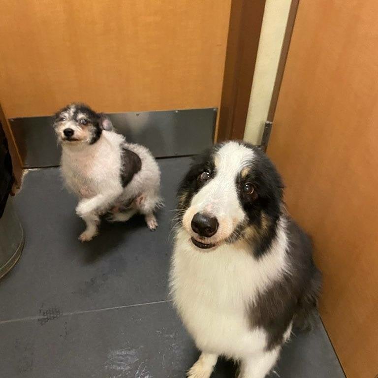 Oh just look at these TWO cuties I picked up from the Henderson Shelter today!  Their Owner passed away and they were taken to the shelter as a confiscate 😭, like they haven't been through enough.

Welcome to Crazy4Pawz Tymmie & Kodey. We were on an intake hold, but when we heard they were found next to their deceased Owner, we had to save them, right?!

The wonderful crew at Camp Bow Wow Henderson, NV will be temp fostering until we can get them into a loving foster home or get them adopted.  They both have appointments for their senior wellness visit with labs, xrays and a dental on 8/30. 

Tymmie is an 11yr old Terrier & Kodey is an 8 yr old Border Collie that was a service dog for his Owner. They also lived with a cat who was saved by one of the people the Owner knew. 

Please, please, please, share this post far and wide. We need donations for food, grooming (current pics is the video), medical and dental.