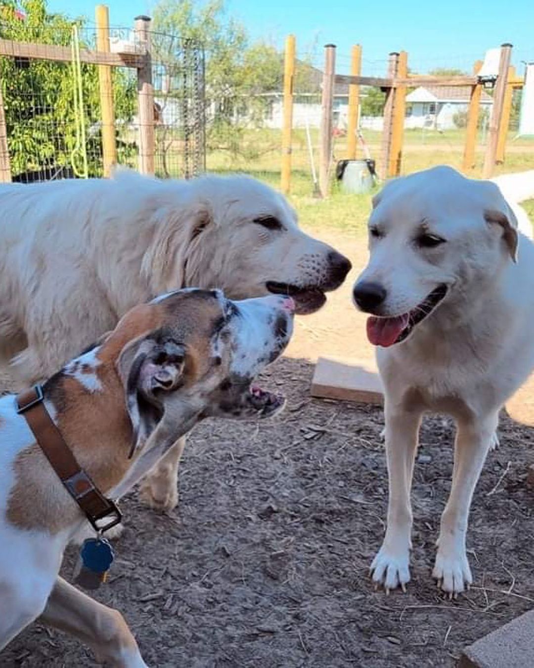 Swimming into <a target='_blank' href='https://www.instagram.com/explore/tags/nationaldogday/'>#nationaldogday</a> with some of our most eligible fosters.

They’d love to celebrate with you next year!