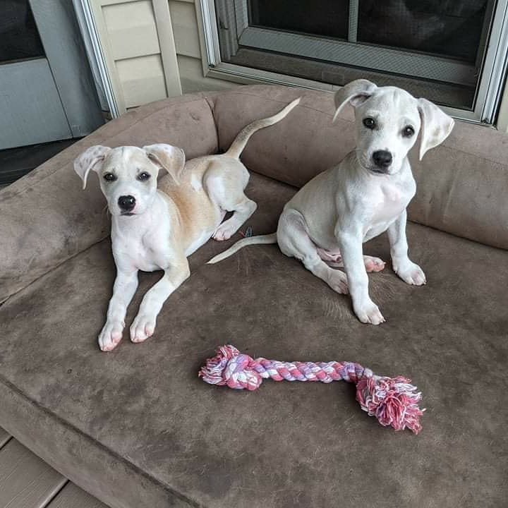 Jack and Chrissy are ready for applications! 
These guys are going to be on the smaller side, but we are unsure what breed they are. One thing we know for sure: they are super cute!!! 

If you are looking to add a smaller dog to your family, submit an application for these guys! They won't be around long!