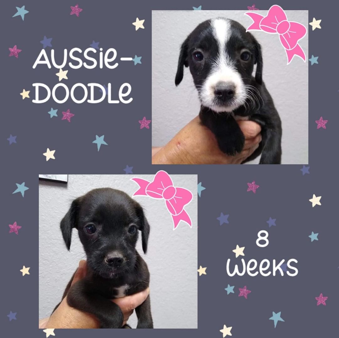 We’ve got PUPPIES! These cuties are 8 week old Aussie Doodles. We are now accepting applications which can be submitted at the following link:

https://humanesocietybaycounty.org/adoption-form/

Our dog program is operated solely with volunteers so it make take some time to get a reply regarding your application. Responses will be sent no later than September 10th. 🐾