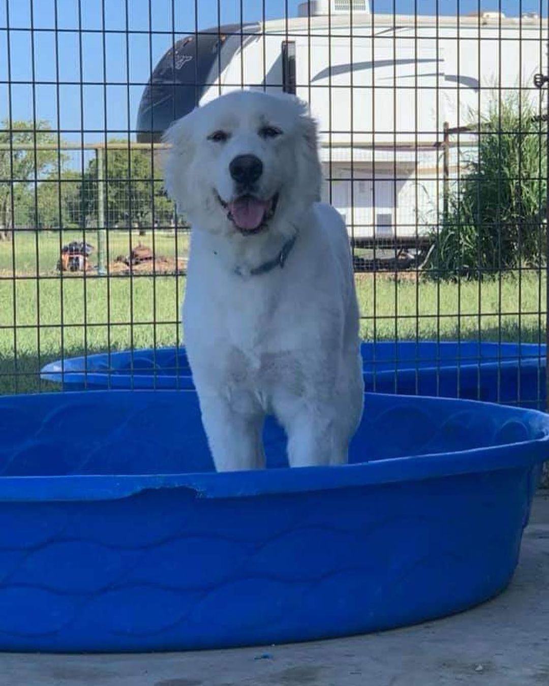 Swimming into <a target='_blank' href='https://www.instagram.com/explore/tags/nationaldogday/'>#nationaldogday</a> with some of our most eligible fosters.

They’d love to celebrate with you next year!