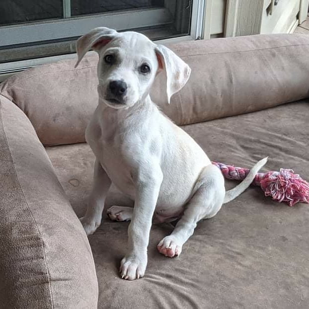 Jack and Chrissy are ready for applications! 
These guys are going to be on the smaller side, but we are unsure what breed they are. One thing we know for sure: they are super cute!!! 

If you are looking to add a smaller dog to your family, submit an application for these guys! They won't be around long!