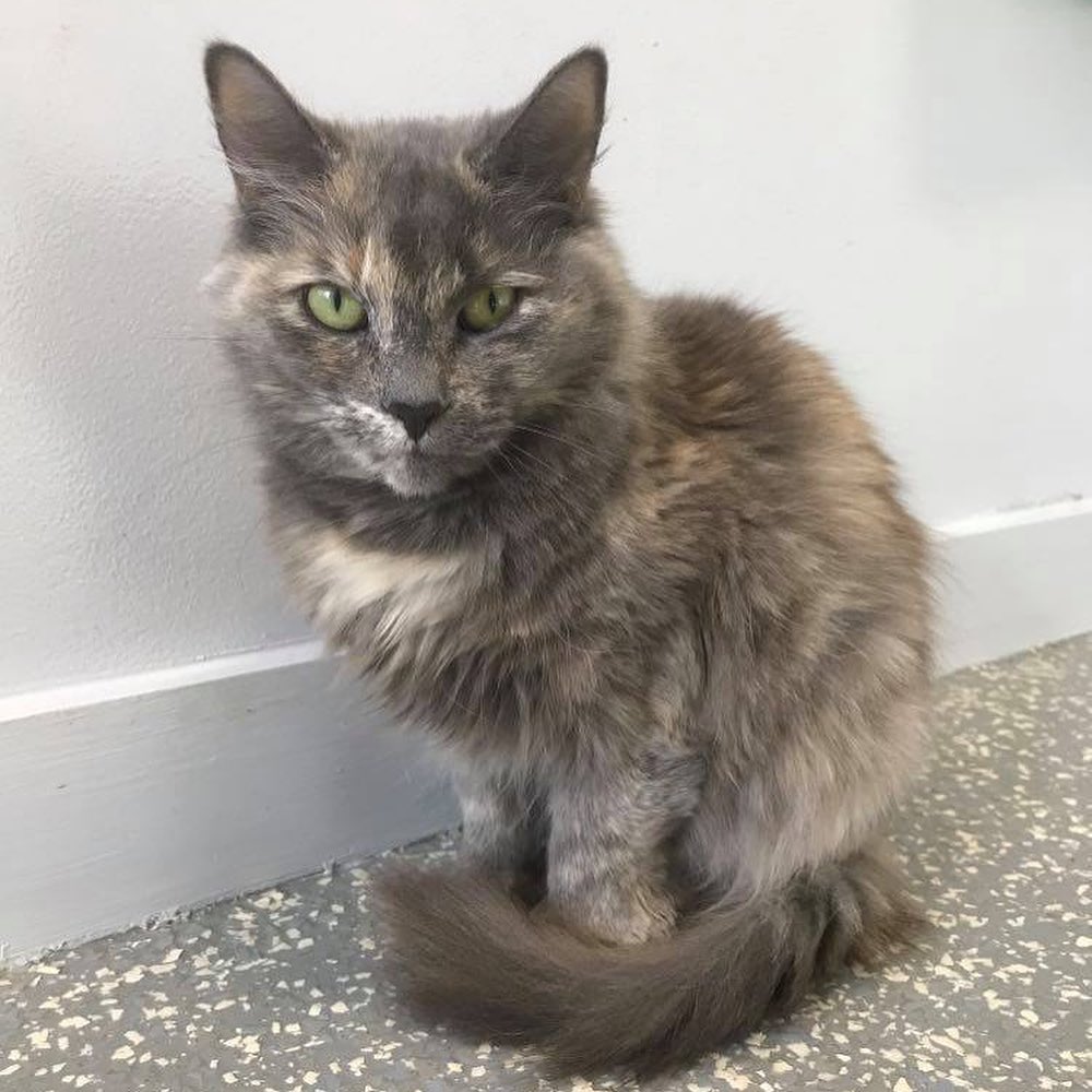 Meet Cranberry! She is estimated to be around 2 years old. Cranberry is a beautiful medium hair Calico who was rescued from a hoarding case. Cranberry can be shy, but sweet and comes around when she trusts you. She has been adopted out twice and returned due to 