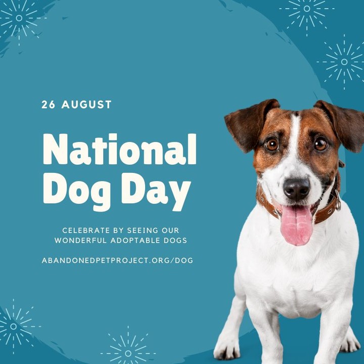 It's National Dog Day 🐶! Celebrate by sharing some extra love with your special dog/s or by seeing the wonderfully adoptable dogs looks for a forever home on our site at! www.abandonedpetproject.org/dog/

<a target='_blank' href='https://www.instagram.com/explore/tags/nationaldogday/'>#nationaldogday</a> <a target='_blank' href='https://www.instagram.com/explore/tags/adoptadog/'>#adoptadog</a> <a target='_blank' href='https://www.instagram.com/explore/tags/petadoption/'>#petadoption</a>