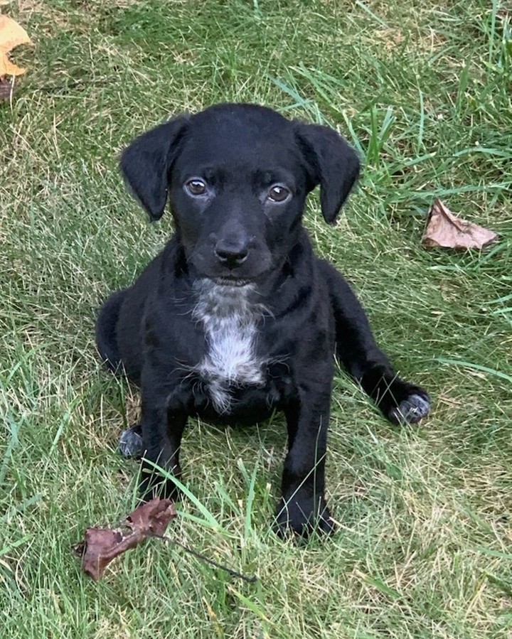 A couple of our Olympians have found their forever homes but we still have  a few others. They are now 9 weeks old and cute as can be! Please share these little lab mixes so they can be home!