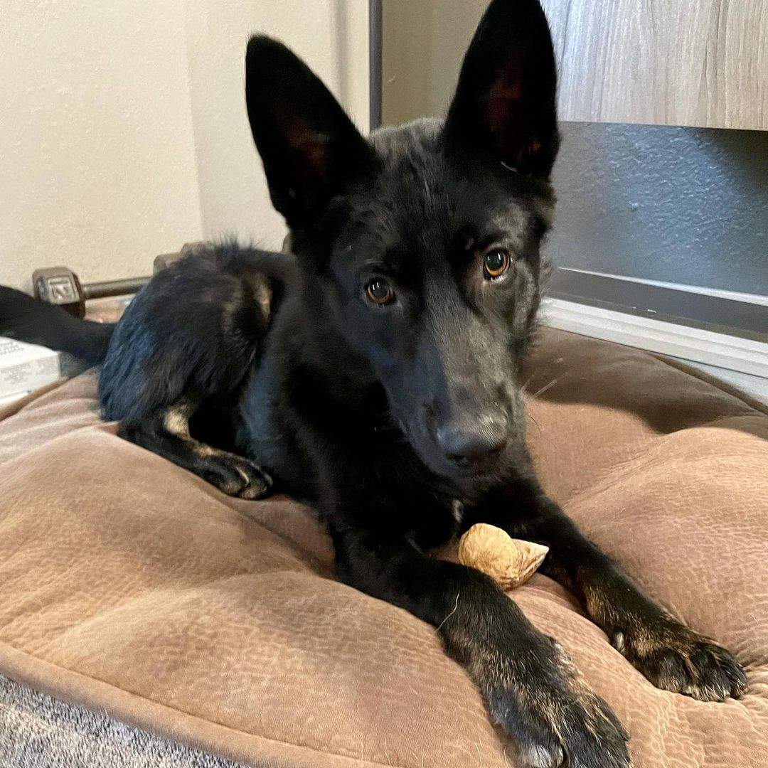 Little buddy really needs a home. Who is looking for a a small German Shepherd with a BIG personality? Kitchi is ready to be your best friend!
.
.
<a target='_blank' href='https://www.instagram.com/explore/tags/11thhourk9kitchi/'>#11thhourk9kitchi</a> <a target='_blank' href='https://www.instagram.com/explore/tags/rescuedogsofinstagram/'>#rescuedogsofinstagram</a> <a target='_blank' href='https://www.instagram.com/explore/tags/whorescuedwho/'>#whorescuedwho</a> <a target='_blank' href='https://www.instagram.com/explore/tags/gsdofinstagram/'>#gsdofinstagram</a> <a target='_blank' href='https://www.instagram.com/explore/tags/gsd/'>#gsd</a> <a target='_blank' href='https://www.instagram.com/explore/tags/blackgsd/'>#blackgsd</a> <a target='_blank' href='https://www.instagram.com/explore/tags/adoptfosterrescue/'>#adoptfosterrescue</a>