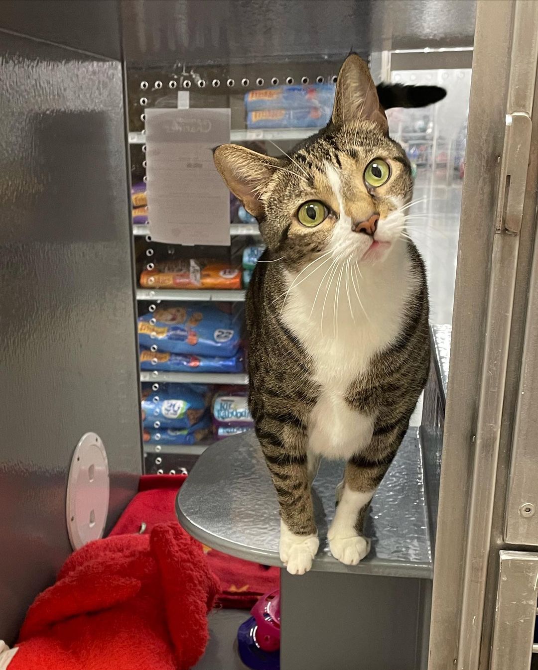 This is Joy! ☀️ She’s 4 years old and loves to climb her way to the top of everything! 😼
Joy needs to be an only child, but would bring all the ~joy~ you need in your life if you adopt her!! 😸
She’s located at PetSmart in Tyrone, come say hi to her!! 
<a target='_blank' href='https://www.instagram.com/explore/tags/kitty/'>#kitty</a> <a target='_blank' href='https://www.instagram.com/explore/tags/adopt/'>#adopt</a> <a target='_blank' href='https://www.instagram.com/explore/tags/meow/'>#meow</a>