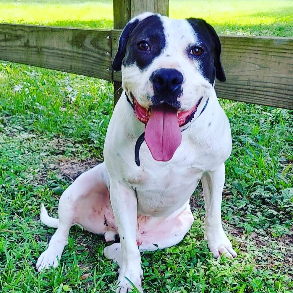 It’s going to be a year since I left the shelter and I’m still sitting in boarding waiting for a miracle. My name is Snoopy and I’m super loving and sweet, I do well with low energy dogs as I’m not a very hyper boy. I’m kennel trained, house broken, but do need some help when walking on a leash as I do tend to pull. Please, please consider adopting or fostering me, I’m not a bad dog and deserves the opportunity to be in a home. 

<a target='_blank' href='https://www.instagram.com/explore/tags/bravebullyrescue/'>#bravebullyrescue</a> <a target='_blank' href='https://www.instagram.com/explore/tags/Advocate/'>#Advocate</a> <a target='_blank' href='https://www.instagram.com/explore/tags/Educate/'>#Educate</a> <a target='_blank' href='https://www.instagram.com/explore/tags/Rescue/'>#Rescue</a> <a target='_blank' href='https://www.instagram.com/explore/tags/Adopt/'>#Adopt</a> <a target='_blank' href='https://www.instagram.com/explore/tags/cowardsfightpitbulls/'>#cowardsfightpitbulls</a> <a target='_blank' href='https://www.instagram.com/explore/tags/thecourageousfightforthem/'>#thecourageousfightforthem</a><a target='_blank' href='https://www.instagram.com/explore/tags/RescueIsMyFavoriteBreed/'>#RescueIsMyFavoriteBreed</a> <a target='_blank' href='https://www.instagram.com/explore/tags/PunishTheDeedNotTheBreed/'>#PunishTheDeedNotTheBreed</a> <a target='_blank' href='https://www.instagram.com/explore/tags/AdoptDontShop/'>#AdoptDontShop</a> <a target='_blank' href='https://www.instagram.com/explore/tags/bullylove/'>#bullylove</a> <a target='_blank' href='https://www.instagram.com/explore/tags/bulliesandbrewskis/'>#bulliesandbrewskis</a> <a target='_blank' href='https://www.instagram.com/explore/tags/BeerAndBullies/'>#BeerAndBullies</a> <a target='_blank' href='https://www.instagram.com/explore/tags/PitBullLife/'>#PitBullLife</a> <a target='_blank' href='https://www.instagram.com/explore/tags/PitBullsRock/'>#PitBullsRock</a> <a target='_blank' href='https://www.instagram.com/explore/tags/BraveBullyRescueRocks/'>#BraveBullyRescueRocks</a><a target='_blank' href='https://www.instagram.com/explore/tags/pitbullsofinstagram/'>#pitbullsofinstagram</a> <a target='_blank' href='https://www.instagram.com/explore/tags/DontBullyMyBreed/'>#DontBullyMyBreed</a> <a target='_blank' href='https://www.instagram.com/explore/tags/FostersAreHeroes/'>#FostersAreHeroes</a> <a target='_blank' href='https://www.instagram.com/explore/tags/FostersSaveLives/'>#FostersSaveLives</a> <a target='_blank' href='https://www.instagram.com/explore/tags/makepitbullsgreatagain/'>#makepitbullsgreatagain</a> <a target='_blank' href='https://www.instagram.com/explore/tags/pitbullslivesmatter/'>#pitbullslivesmatter</a><a target='_blank' href='https://www.instagram.com/explore/tags/endbsl/'>#endbsl</a><a target='_blank' href='https://www.instagram.com/explore/tags/endanimalcruelty/'>#endanimalcruelty</a><a target='_blank' href='https://www.instagram.com/explore/tags/betheirvoice/'>#betheirvoice</a>