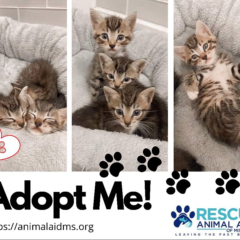 These kittens are searching for a lovable home and welcoming family. Please contact Animal Aid for more information on adopting these sweet fluffy kittens. https://animalaidms.org