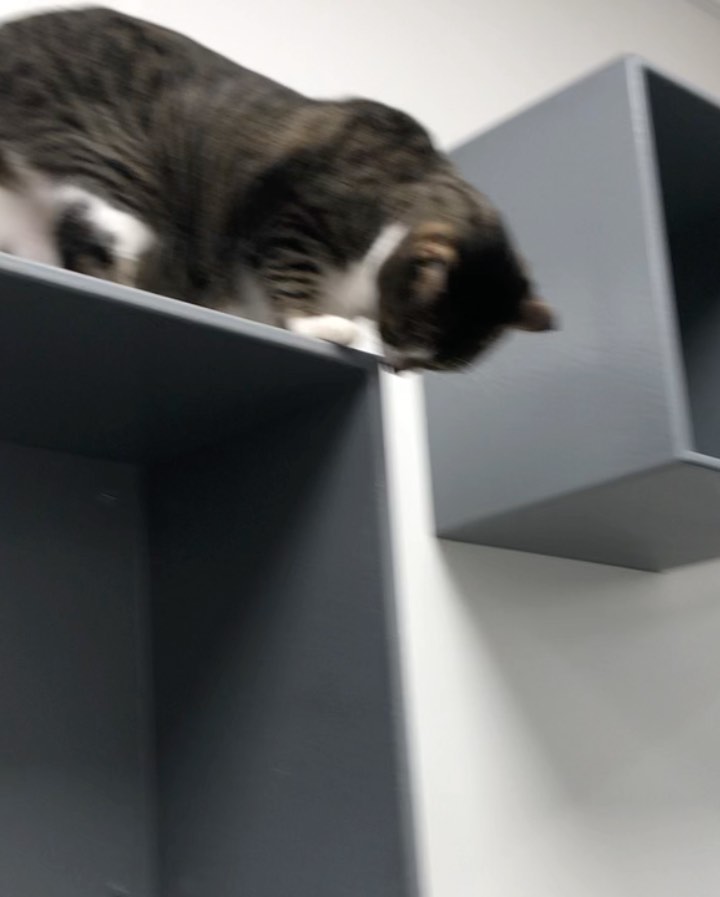 This is Joy! ☀️ She’s 4 years old and loves to climb her way to the top of everything! 😼
Joy needs to be an only child, but would bring all the ~joy~ you need in your life if you adopt her!! 😸
She’s located at PetSmart in Tyrone, come say hi to her!! 
<a target='_blank' href='https://www.instagram.com/explore/tags/kitty/'>#kitty</a> <a target='_blank' href='https://www.instagram.com/explore/tags/adopt/'>#adopt</a> <a target='_blank' href='https://www.instagram.com/explore/tags/meow/'>#meow</a>