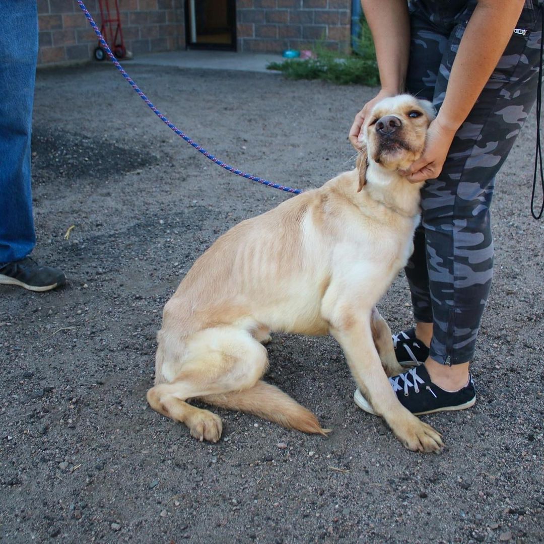 Ghost the Golden is ready for his forever home! Sweet Ghost came to us very skinny, but he has always kept his spirits high. Ghost is looking for a family who give him cuddles and plenty of treats. He is still far too skinny and will need someone to help him gain healthy weight.

Ghost would likely do well in most homes, with kids that treat him with respect, and friendly dogs. Cats unknown but we suspect that with a proper intro, he'll do just fine. This handsome dog is wiggle butt with everyone he meets, human and dog.

Want to adopt Ghost? Come to our facility with the whole family (other dogs included!) to meet this lovebug. His adoption fee is 50% off until Paws & Sneakers with our Clear the Shelters event.

Ghost is ready to be adopted AND come to Paws & Sneakers, the 5k and Pet Expo, as an alumni on September 11. Sign up here: https://raceroster.com/events/2021/50005/paws-and-sneakers .