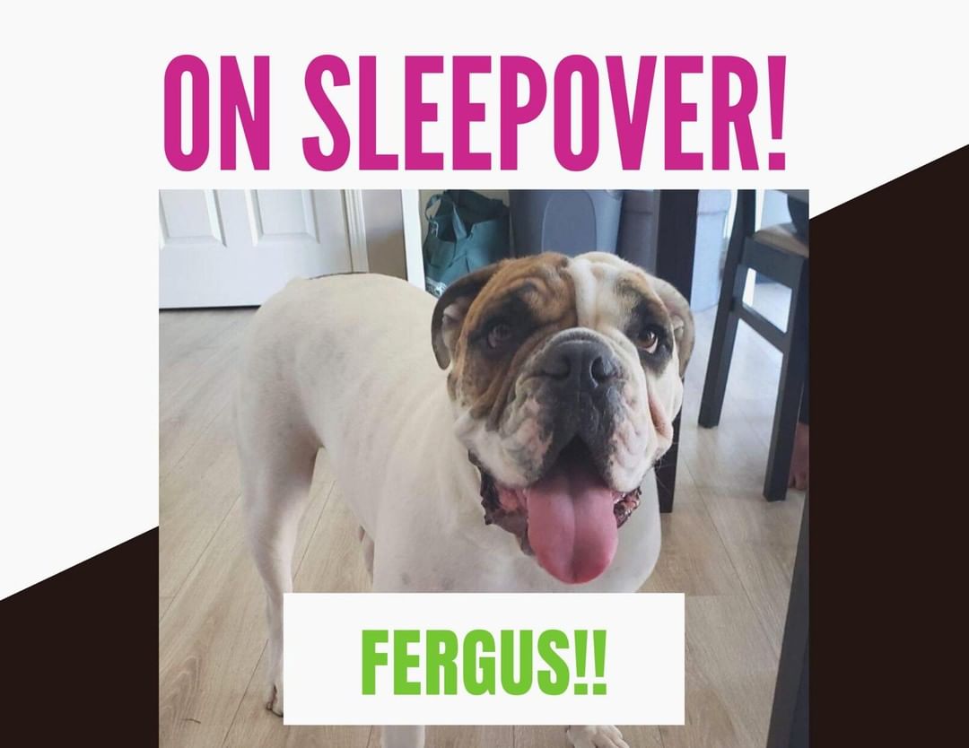 Fergus is headed on a sleepover! Fingers crossed! 🤞 we wish him the best of luck with his new potential family!!