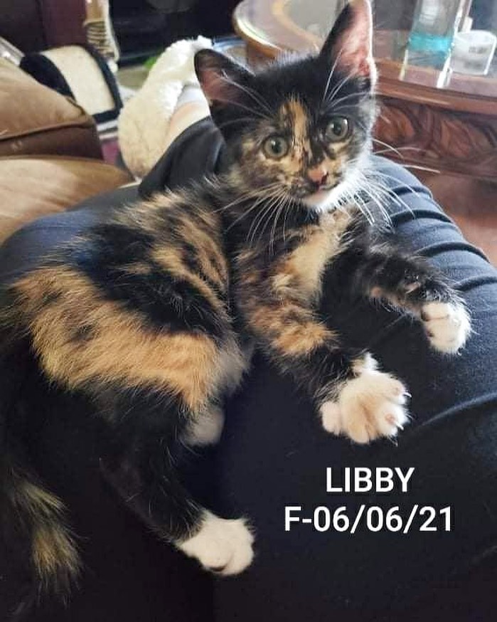 Libby is available for Pre Adoption.  She will be spayed Aug 30th and ready to go home a few days after.  She is very fiesty and rules the house. Libby loves to be held and snuggled.  Her adoption fee is $60 with approved application .
.
.
<a target='_blank' href='https://www.instagram.com/explore/tags/NWAR/'>#NWAR</a> <a target='_blank' href='https://www.instagram.com/explore/tags/BentonvilleAR/'>#BentonvilleAR</a> <a target='_blank' href='https://www.instagram.com/explore/tags/RogersAR/'>#RogersAR</a> <a target='_blank' href='https://www.instagram.com/explore/tags/SpringdaleAR/'>#SpringdaleAR</a> <a target='_blank' href='https://www.instagram.com/explore/tags/FayettevilleAR/'>#FayettevilleAR</a> <a target='_blank' href='https://www.instagram.com/explore/tags/FFNWA/'>#FFNWA</a> <a target='_blank' href='https://www.instagram.com/explore/tags/NWArk/'>#NWArk</a> <a target='_blank' href='https://www.instagram.com/explore/tags/FabulousFelinesNWA/'>#FabulousFelinesNWA</a>  <a target='_blank' href='https://www.instagram.com/explore/tags/Arkansas/'>#Arkansas</a>  <a target='_blank' href='https://www.instagram.com/explore/tags/Catstagram/'>#Catstagram</a> <a target='_blank' href='https://www.instagram.com/explore/tags/AdoptDontShop/'>#AdoptDontShop</a> <a target='_blank' href='https://www.instagram.com/explore/tags/CatsOfInstagram/'>#CatsOfInstagram</a> <a target='_blank' href='https://www.instagram.com/explore/tags/Adoptable/'>#Adoptable</a> <a target='_blank' href='https://www.instagram.com/explore/tags/Cat/'>#Cat</a> <a target='_blank' href='https://www.instagram.com/explore/tags/Kitten/'>#Kitten</a> <a target='_blank' href='https://www.instagram.com/explore/tags/Kittenstagram/'>#Kittenstagram</a> <a target='_blank' href='https://www.instagram.com/explore/tags/CatRescue/'>#CatRescue</a>