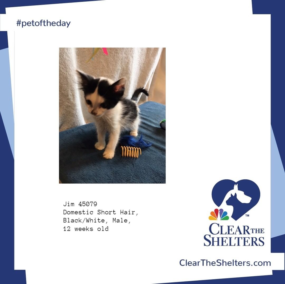 Jim <a target='_blank' href='https://www.instagram.com/explore/tags/petoftheday/'>#petoftheday</a> <a target='_blank' href='https://www.instagram.com/explore/tags/cleartheshelters/'>#cleartheshelters</a> @greatergoodcharities  @werescue.pet  @hillspet