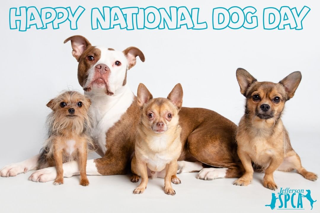 Happy National Dog Day! How are you celebrating with your dog today? Hopefully with something fun like a walk or a frozen treat to beat this heat! Let us know in the comments!