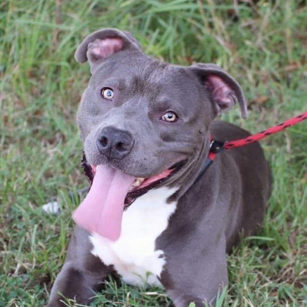 Happy National Dog Day! To celebrate all things canine and fabulous, we’re featuring one of our hunkiest pups: Cullen!

Cullen is good with people and other dogs. ❤️ He loves socializing with everyone—whether you have two legs or four legs—he’s ready to be your friend. And wow, does this boy know how to work the play yard! He’s available for foster or adoption. Cullen is also eligible for transport—if we can find him a foster.

Visit or apply online for Cullen (A155391).

Pasadena Adoption Center
5160 Burke Rd
Pasadena TX 77504
713-920-7942
adoptions@pasadenatx.gov
www.pasadenashelter.com

<a target='_blank' href='https://www.instagram.com/explore/tags/nationaldogday2021/'>#nationaldogday2021</a> <a target='_blank' href='https://www.instagram.com/explore/tags/nationaldogday/'>#nationaldogday</a>  <a target='_blank' href='https://www.instagram.com/explore/tags/staffordshirebullterrier/'>#staffordshirebullterrier</a> <a target='_blank' href='https://www.instagram.com/explore/tags/staffie/'>#staffie</a> <a target='_blank' href='https://www.instagram.com/explore/tags/houston/'>#houston</a> <a target='_blank' href='https://www.instagram.com/explore/tags/pasadenatx/'>#pasadenatx</a> <a target='_blank' href='https://www.instagram.com/explore/tags/htx/'>#htx</a> <a target='_blank' href='https://www.instagram.com/explore/tags/ptx/'>#ptx</a> <a target='_blank' href='https://www.instagram.com/explore/tags/adoptme/'>#adoptme</a>