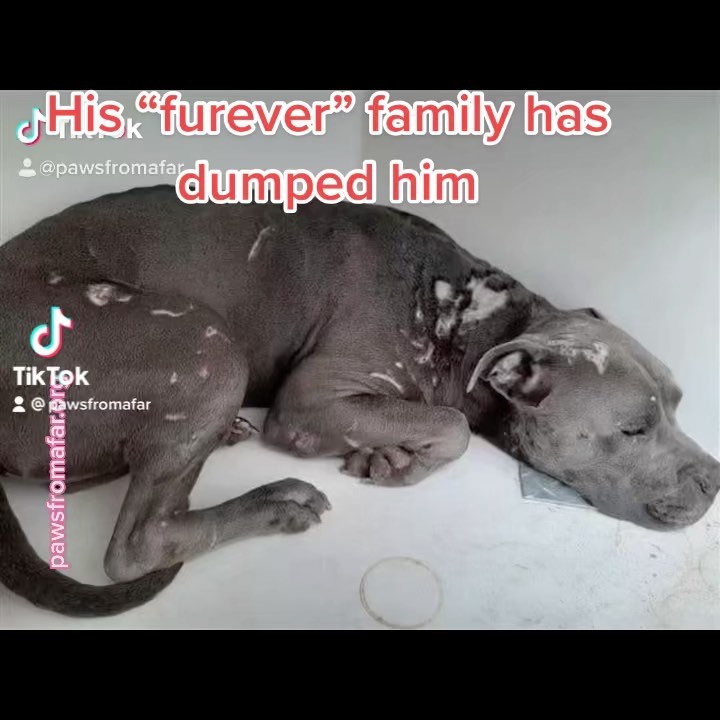 Dumped because his “family” is moving, WTF!! Please help us find this incredible boy his furever home. <a target='_blank' href='https://www.instagram.com/explore/tags/adoptdontshop/'>#adoptdontshop</a> <a target='_blank' href='https://www.instagram.com/explore/tags/pitbullsofinstagram/'>#pitbullsofinstagram</a> <a target='_blank' href='https://www.instagram.com/explore/tags/pitbull/'>#pitbull</a> <a target='_blank' href='https://www.instagram.com/explore/tags/silverhippopotamus/'>#silverhippopotamus</a> <a target='_blank' href='https://www.instagram.com/explore/tags/pawsfromafar/'>#pawsfromafar</a> @kekedoyouneedme @lizzobeeating @whitneywaythore @randyfenoli