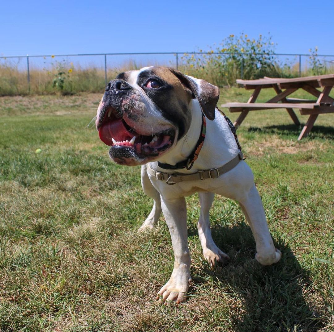 Meet Nessie! Nessie is an adorable boxer mix who takes a little bit of time to open up. Once she decides you are a friend, you are a friend for life! 

Nessie came to us as a stray. After a 5 day 