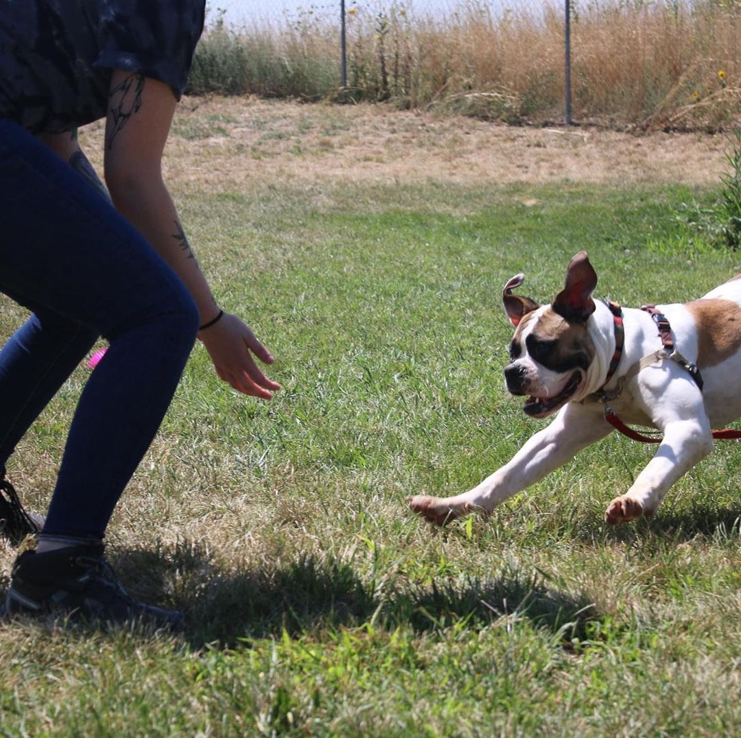 Meet Nessie! Nessie is an adorable boxer mix who takes a little bit of time to open up. Once she decides you are a friend, you are a friend for life! 

Nessie came to us as a stray. After a 5 day 