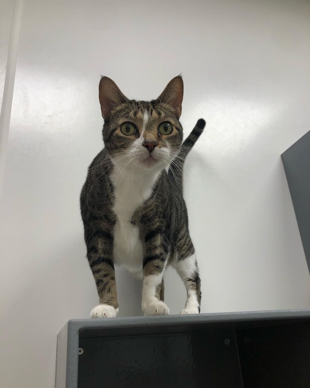 This is Joy! ☀️ She’s 4 years old and loves to climb her way to the top of everything! 😼
Joy needs to be an only child, but would bring all the ~joy~ you need in your life if you adopt her!! 😸
She’s located at PetSmart in Tyrone, come say hi to her!! 
<a target='_blank' href='https://www.instagram.com/explore/tags/kitty/'>#kitty</a> <a target='_blank' href='https://www.instagram.com/explore/tags/adopt/'>#adopt</a> <a target='_blank' href='https://www.instagram.com/explore/tags/meow/'>#meow</a>