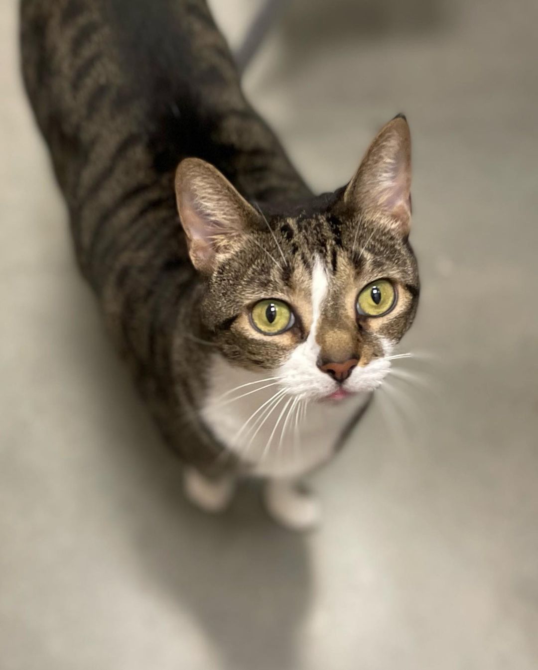 This is Joy! ☀️ She’s 4 years old and loves to climb her way to the top of everything! 😼
Joy needs to be an only child, but would bring all the ~joy~ you need in your life if you adopt her!! 😸
She’s located at PetSmart in Tyrone, come say hi to her!! 
<a target='_blank' href='https://www.instagram.com/explore/tags/kitty/'>#kitty</a> <a target='_blank' href='https://www.instagram.com/explore/tags/adopt/'>#adopt</a> <a target='_blank' href='https://www.instagram.com/explore/tags/meow/'>#meow</a>