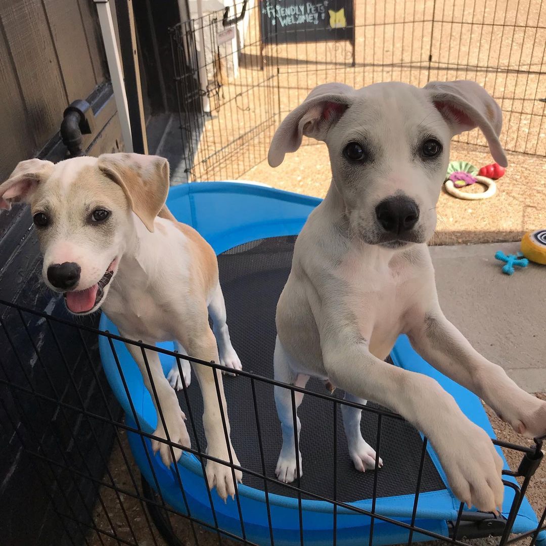 Jack and Chrissy are hanging out today at our store @ciaochowstl! 
Come see them today till 4!