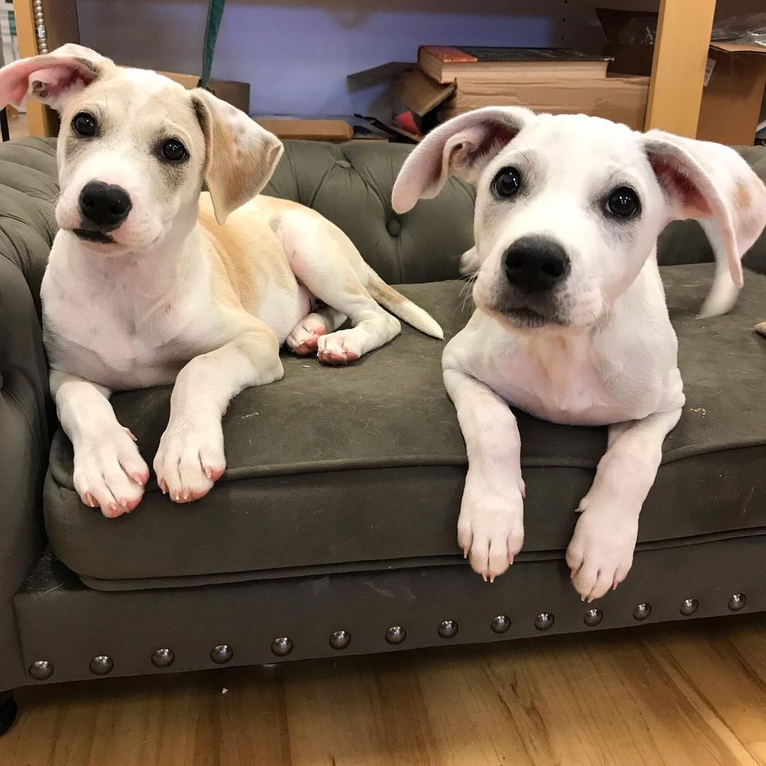 Jack and Chrissy are hanging out today at our store @ciaochowstl! 
Come see them today till 4!