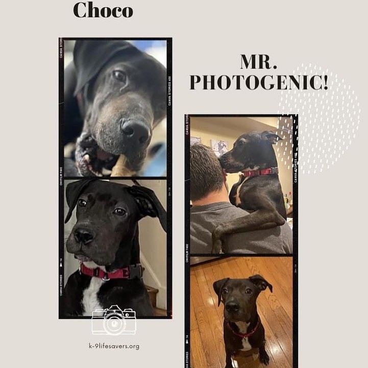 Will you be the lucky family to adopt Choco?😍

Choco's foster cannot say enough good things about him! The love ❤️this boy gives off is unmatched! He loves to hug, and lay on you and give you the occasional nibble on your nose while giving kisses. 😗 Of course he loves have fun and play too!

Choco is still a pup at 7mths old and we believe is a lab mix wit  maybe a tad of great dane. He loves people big and little as well as other dogs! Choco is a super well rounded pup and is ready to find his furever family!

https://www.adoptapet.com/pet/31554254-rockville-maryland-labrador-retriever-mix