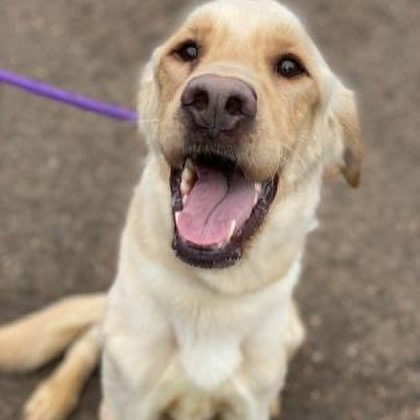 Ghost the Golden is ready for his forever home! Sweet Ghost came to us very skinny, but he has always kept his spirits high. Ghost is looking for a family who give him cuddles and plenty of treats. He is still far too skinny and will need someone to help him gain healthy weight.

Ghost would likely do well in most homes, with kids that treat him with respect, and friendly dogs. Cats unknown but we suspect that with a proper intro, he'll do just fine. This handsome dog is wiggle butt with everyone he meets, human and dog.

Want to adopt Ghost? Come to our facility with the whole family (other dogs included!) to meet this lovebug. His adoption fee is 50% off until Paws & Sneakers with our Clear the Shelters event.

Ghost is ready to be adopted AND come to Paws & Sneakers, the 5k and Pet Expo, as an alumni on September 11. Sign up here: https://raceroster.com/events/2021/50005/paws-and-sneakers .