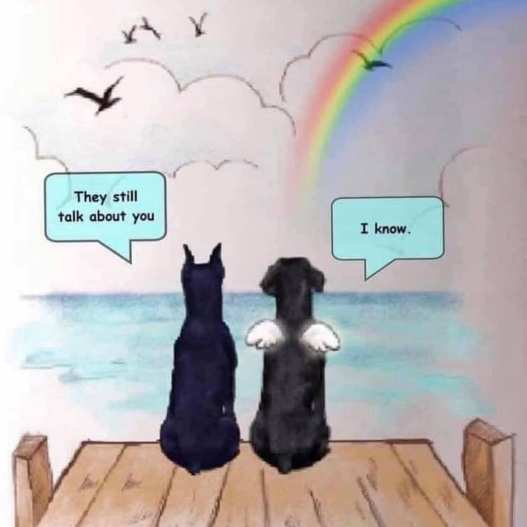 Today is Rainbow Bridge Remembrance Day❤️🌈
We dedicate today to all of our beloved pets that brought so much joy & love into our lives. The time spent with them may not have been long enough but their memory lives on in our hearts forever❤️🌈 <a target='_blank' href='https://www.instagram.com/explore/tags/rainbowbridge/'>#rainbowbridge</a>