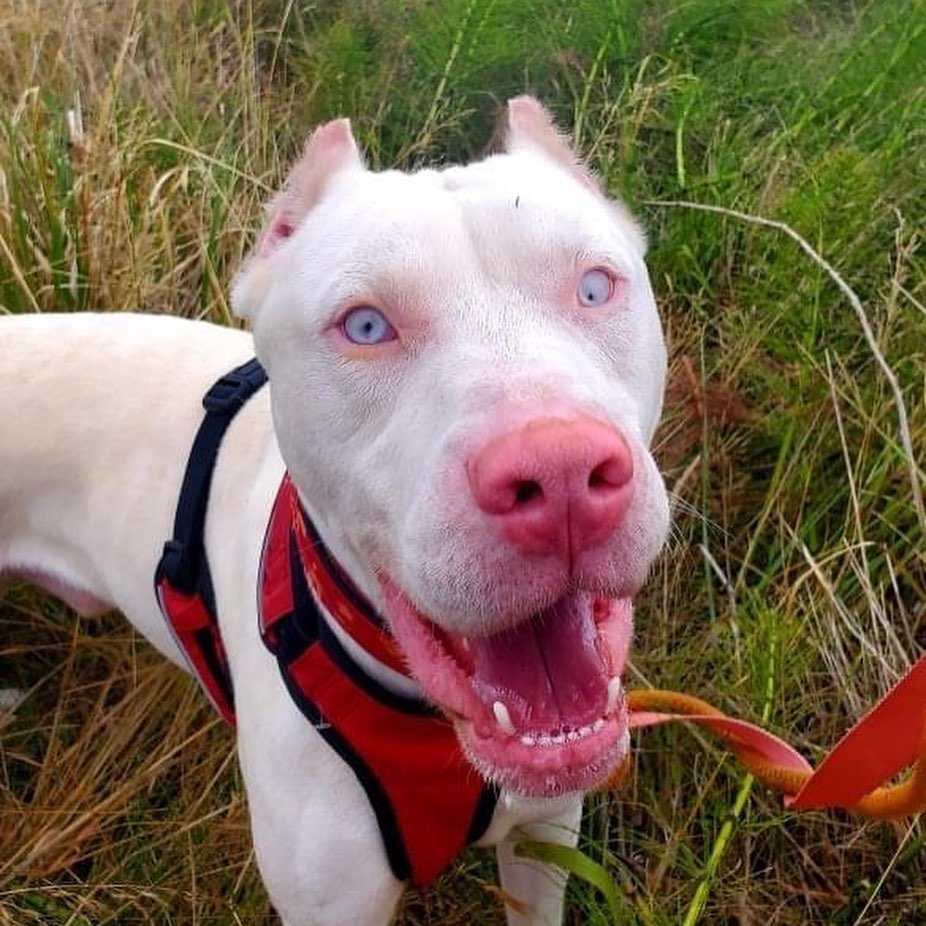 ⭐️ COURTESY LISTING⭐️Give me some Sugar, baby!  Sugar is a 1 1/2 year old Bully breed mix. He is purported to be a Dobie but we're skeptical of that one, possibly Dogo, and we are hoping to do a DNA test on him via the shelter. 

He was named well, he is a stellar dog. He rocked living in a kennel for 4 months during boarding at the vet, once he was finally released by former owner, I was able to start getting him out and about and the clinic was able to move forward with his vetting. This is why ya'll have a Book of Sugar, I LOVE this dog and I'm a bit heartbroken about wrong time/wrong place, and also determined to see him find an amazing home. 

Sugar is vision and hearing impaired, combined with being young and energetic (well, a bit wild at times if we're honest) he is absolutely not a good fit for little dogs, senior dogs, little people, senior people, or people that don't do much. This dog is a hiking buddy, running companion, or at the very least, long-walk-daily (and allowed to sniff, but not snatch up tidbits of who knows what that he finds compelling, and he WILL find it) dog. He is receptive to other dogs' language, but may miss some cues, so any potential dog buddy needs to be an observant and patient friend. Also energetic and tolerant of being leaped over, and probably crashed into at times.  He is extremely food-motivated and a quick study, walks perfectly on leash, and will pretend he has no idea what you want until you break out the cheese when you say Sit. 

(Sugar is currently at SPCHS: South Pacific County Humane Society in Long Beach, WA) @spchsbeachpets