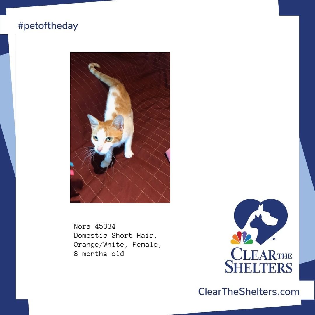 Nora <a target='_blank' href='https://www.instagram.com/explore/tags/petoftheday/'>#petoftheday</a> <a target='_blank' href='https://www.instagram.com/explore/tags/cleartheshelters/'>#cleartheshelters</a> @greatergoodcharities  @werescue.pet  @hillspet