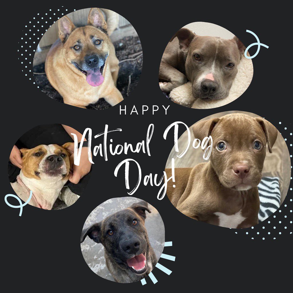 It’s not over yet! Happy <a target='_blank' href='https://www.instagram.com/explore/tags/NationalDogDay/'>#NationalDogDay</a> from some of our sweet adoptable pups, Raya, Bernie, Chandler, Django, & Twila!!