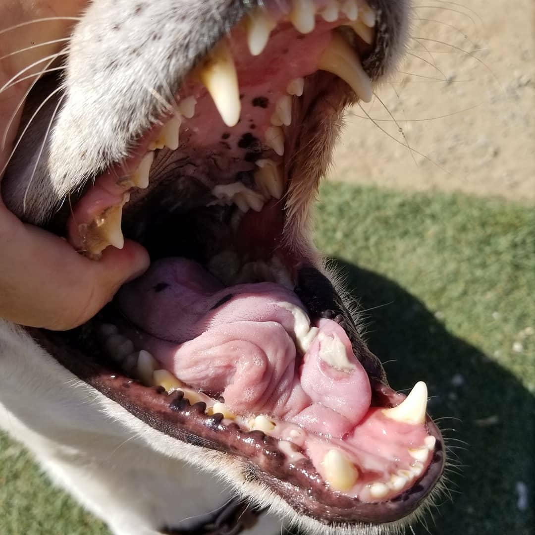 Update on Luna & Jr medical...☺️

I realized I haven't posted an update on these 2. 

You can see in the pic Lunas mouth is Healing ! 
We believe we are on the right track now finally! 
She is still on meds & has to be on soft food (honest kitchen pâté)
After her meds are finished she will have to go back to see Sig again for check up & figure out if we need to do more meds. 

Jr is doing great ! Almost done with his meds. His mouth has healed nicely & pretty fast with no other issues present at this time. 

Both dogs are happier now & feeling good ! 
❤🐾
We will keep everyone posted on Lunas next visit 😉
<a target='_blank' href='https://www.instagram.com/explore/tags/thestruggleisreal/'>#thestruggleisreal</a> 
<a target='_blank' href='https://www.instagram.com/explore/tags/nevergiveup/'>#nevergiveup</a> 
<a target='_blank' href='https://www.instagram.com/explore/tags/aquariusdogmom/'>#aquariusdogmom</a> 
<a target='_blank' href='https://www.instagram.com/explore/tags/onelove/'>#onelove</a> 
<a target='_blank' href='https://www.instagram.com/explore/tags/bulliesofinstagram/'>#bulliesofinstagram</a> 
<a target='_blank' href='https://www.instagram.com/explore/tags/pitbullsofinstagram/'>#pitbullsofinstagram</a> 
<a target='_blank' href='https://www.instagram.com/explore/tags/cattledogmix/'>#cattledogmix</a> 
<a target='_blank' href='https://www.instagram.com/explore/tags/muttsofinstagram/'>#muttsofinstagram</a> 
<a target='_blank' href='https://www.instagram.com/explore/tags/donate/'>#donate</a> 
<a target='_blank' href='https://www.instagram.com/explore/tags/rescue/'>#rescue</a> 
<a target='_blank' href='https://www.instagram.com/explore/tags/medicalfundsneeded/'>#medicalfundsneeded</a> 
<a target='_blank' href='https://www.instagram.com/explore/tags/medicalissuessuck/'>#medicalissuessuck</a> 
<a target='_blank' href='https://www.instagram.com/explore/tags/ilovemydogs/'>#ilovemydogs</a>