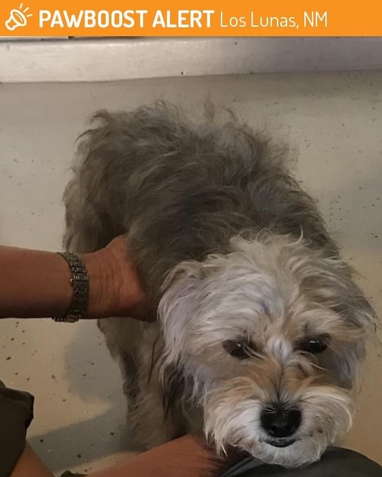 Found in Los Lunas.  Near red river and Rio Chama. Must find owners ASAP. Pup is hurt... please share!! <a target='_blank' href='https://www.instagram.com/explore/tags/helpgethimhome/'>#helpgethimhome</a> <a target='_blank' href='https://www.instagram.com/explore/tags/lostdog/'>#lostdog</a> <a target='_blank' href='https://www.instagram.com/explore/tags/rescuedogsofinsta/'>#rescuedogsofinsta</a> <a target='_blank' href='https://www.instagram.com/explore/tags/bridgestohomeanimalrescue/'>#bridgestohomeanimalrescue</a> <a target='_blank' href='https://www.instagram.com/explore/tags/rescuesaveslives/'>#rescuesaveslives</a>