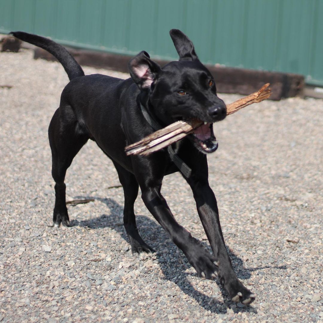 ~~ADOPTED!!~~
Hi! My name is Smoke. I'm a lab mix, 4 years old, 55 lbs, & I have a black coloring with just a bit of white here & there.

I was quite the menace when I came in! I ripped the door right off of one of the kennels one night & had a party in the back room! I've chilled out since then though, & I don't try to massacre every chain link I find. Not that I couldn't, but I might as well not cost these guys hundreds of dollars when they feed me & stuff, ya know? I make sure I let them know I could do it at any moment if I wanted, though! Gotta keep 'em on their toes, y'know what I'm sayin? I definitely live up to my name of 