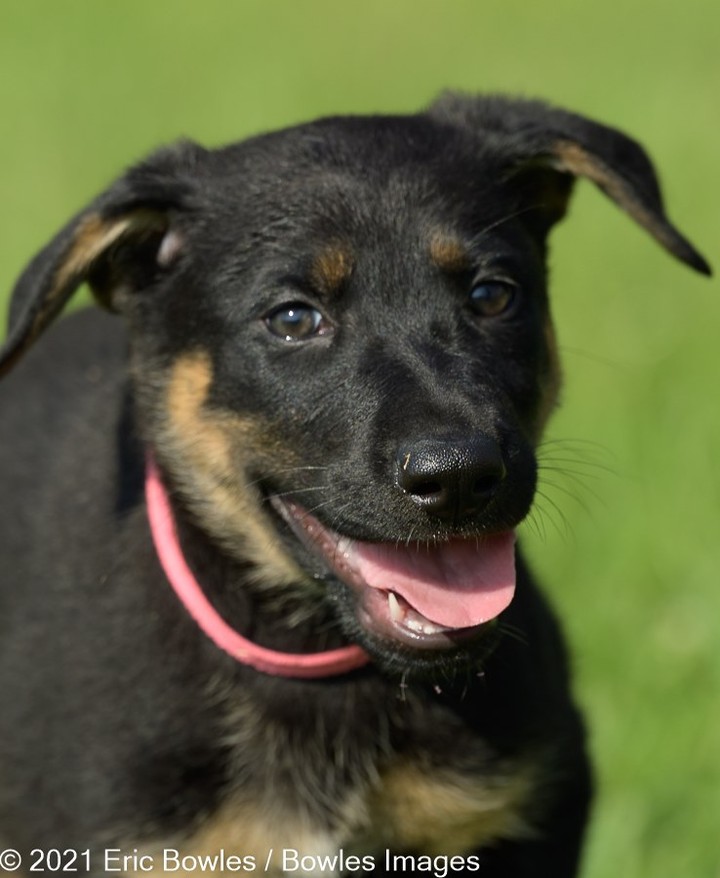 🐾🐾PUPPIES🐾🐾Liberty's puppies are ready for potential adopters to apply! Puppies will be adopted to homes where their people are around to house train and set them up for a successful life. 

Liberty the mom is a black German Shepherd Dog, we do not know the breed of dad, other than handsome and large ! 

👇
PLEASE SHARE!
🐾 apply to adopt at www.CaninePetRescue.com
🐾donate at https://caninepetrescue.networkforgood.com/