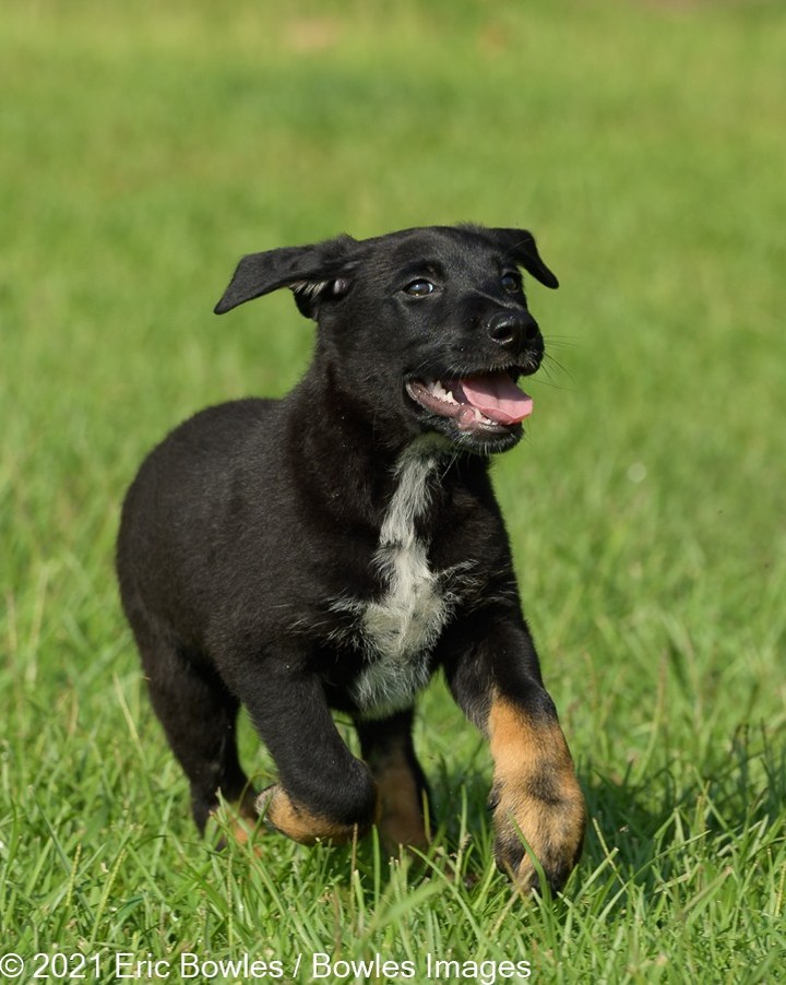 🐾🐾PUPPIES🐾🐾Liberty's puppies are ready for potential adopters to apply! Puppies will be adopted to homes where their people are around to house train and set them up for a successful life. 

Liberty the mom is a black German Shepherd Dog, we do not know the breed of dad, other than handsome and large ! 

👇
PLEASE SHARE!
🐾 apply to adopt at www.CaninePetRescue.com
🐾donate at https://caninepetrescue.networkforgood.com/