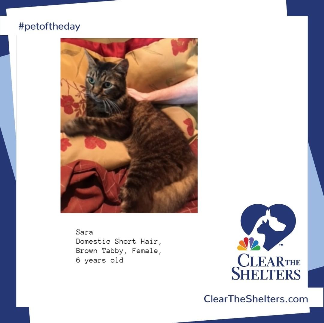 Sara <a target='_blank' href='https://www.instagram.com/explore/tags/petoftheday/'>#petoftheday</a> <a target='_blank' href='https://www.instagram.com/explore/tags/cleartheshelters/'>#cleartheshelters</a> @greatergoodcharities  @werescue.pet  @hillspet