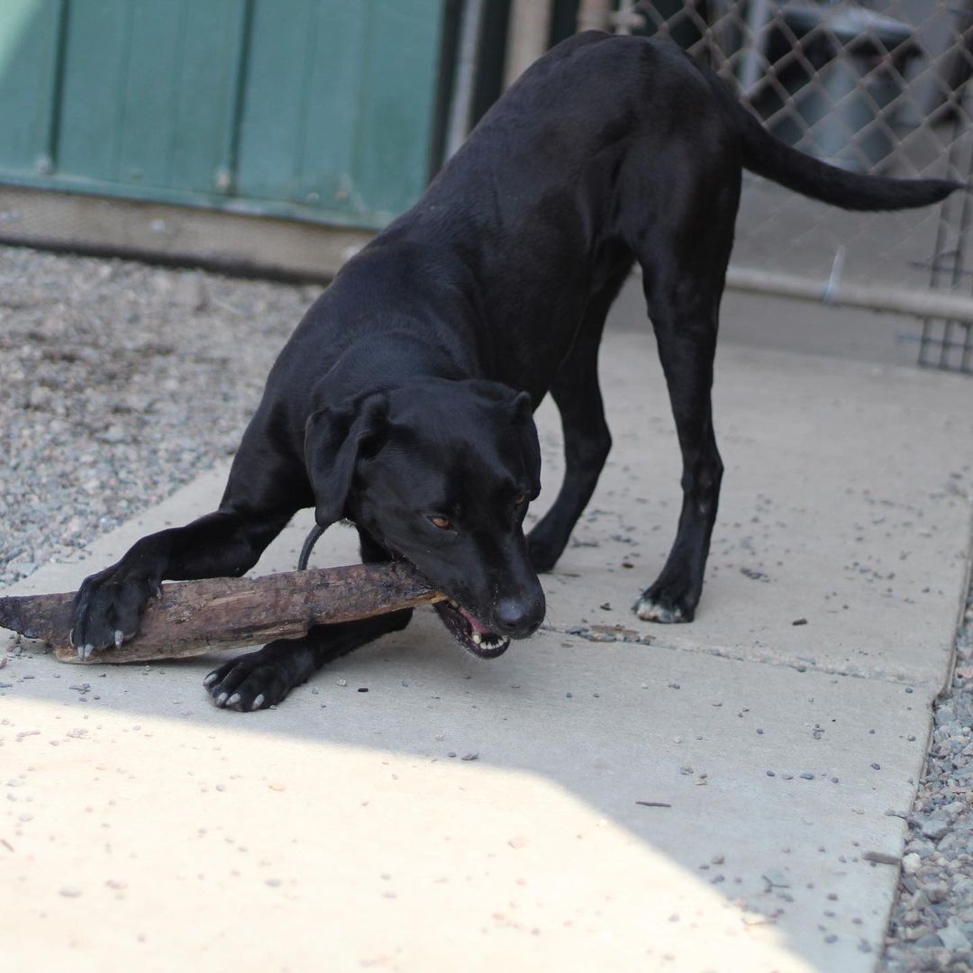 ~~ADOPTED!!~~
Hi! My name is Smoke. I'm a lab mix, 4 years old, 55 lbs, & I have a black coloring with just a bit of white here & there.

I was quite the menace when I came in! I ripped the door right off of one of the kennels one night & had a party in the back room! I've chilled out since then though, & I don't try to massacre every chain link I find. Not that I couldn't, but I might as well not cost these guys hundreds of dollars when they feed me & stuff, ya know? I make sure I let them know I could do it at any moment if I wanted, though! Gotta keep 'em on their toes, y'know what I'm sayin? I definitely live up to my name of 