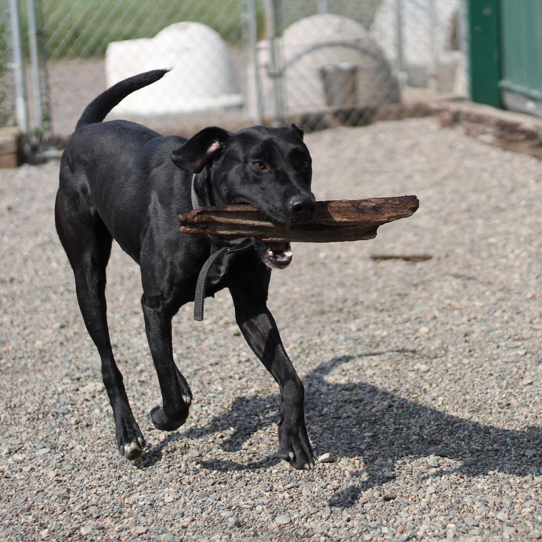 ~~ADOPTED!!~~
Hi! My name is Smoke. I'm a lab mix, 4 years old, 55 lbs, & I have a black coloring with just a bit of white here & there.

I was quite the menace when I came in! I ripped the door right off of one of the kennels one night & had a party in the back room! I've chilled out since then though, & I don't try to massacre every chain link I find. Not that I couldn't, but I might as well not cost these guys hundreds of dollars when they feed me & stuff, ya know? I make sure I let them know I could do it at any moment if I wanted, though! Gotta keep 'em on their toes, y'know what I'm sayin? I definitely live up to my name of 