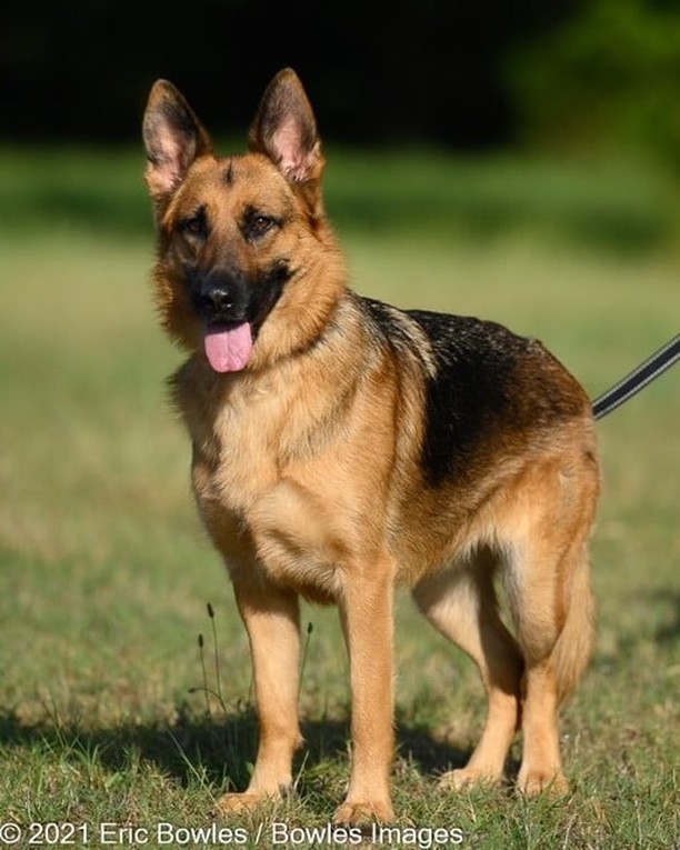 ❤🐾Sasha is a purebred German shepherd who has good obedience skills, is house trained, crate trained, gets along great with other dogs and would love a home 🏡where she can spend a lot of time with her owners.  Sasha bonds deeply with her people- so deeply (like most GSDs) that she can be over protective of her people and needs an owner willing to train.  She is somewhat timid in new situations and needs socialization to overcome this obstacle.  Sasha is a young, active 3 years old, loves her walks, water and playing with her people.  Due to her overprotective nature, she will not be adopted to a home with children and needs a savvy and experienced owner.  This beautiful girl is available for adoption now.  If you want a great dog who can keep up with your exercise and already has all the house skills you want, come meet this girl!  She is 3 years old.

PLEASE SHARE!
🐾 apply to adopt at www.CaninePetRescue.com
🐾donate at https://caninepetrescue.networkforgood.com/