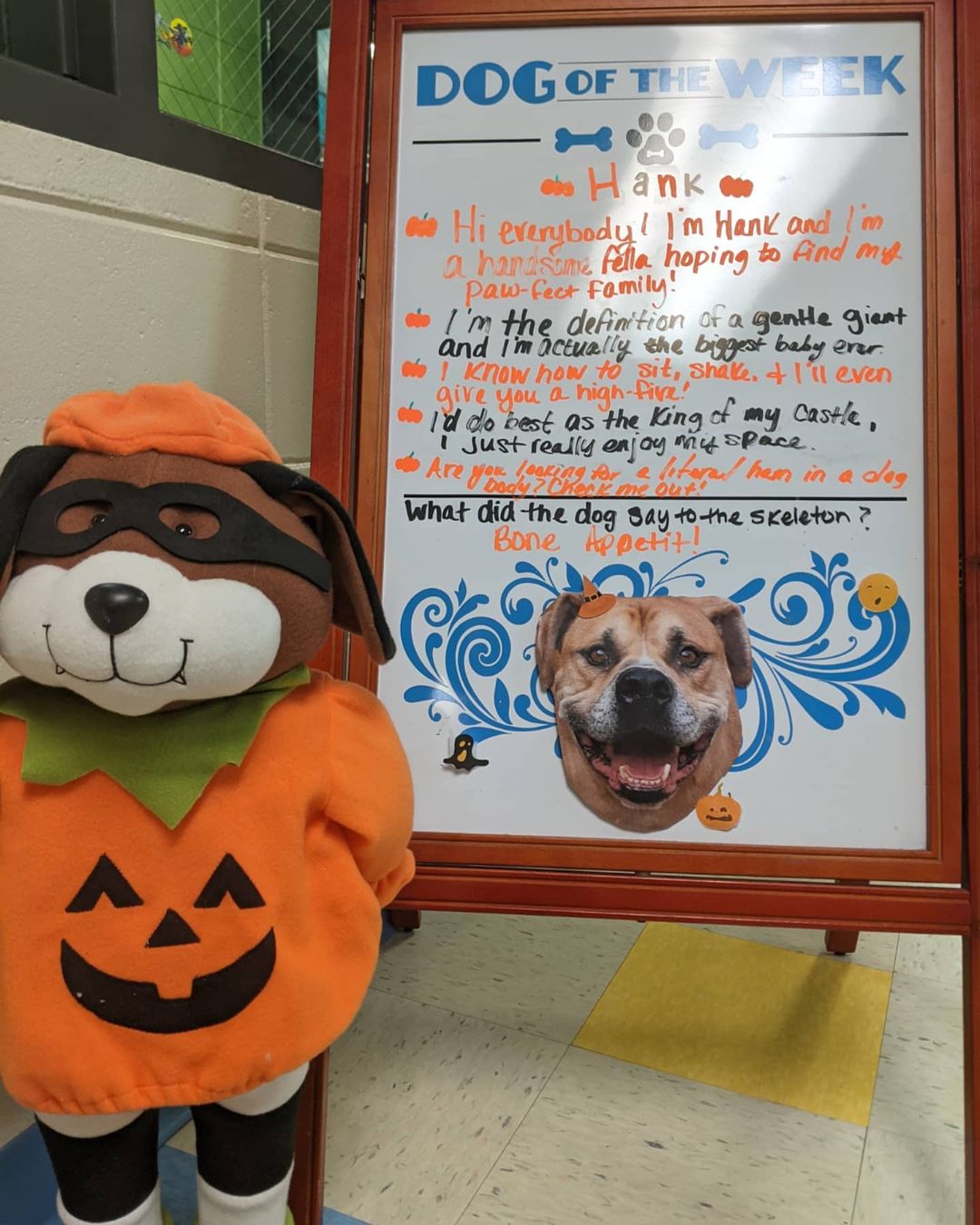 Hello Animal AND Halloween lovers! It's September 1st which means we're getting into the Halloween spirit around the shelter. Not only do we have some cute, spooky decorations up, we also decorated our Pet of the Week boards and we have some absolutely adorable retail. Our retail includes some really neat pet costumes, some to-die-for collars and leashes, and an assortment of toys your pets will go crazy for! Some say we might be getting into the Halloween spirit a little too early, but it's never too early for us around here. If you need some help getting excited for fall and all the spooks that come with it or maybe you want to visit with one of our very cool pets that are featured on our Pet of the Week boards - Come visit us! We'd love to help get your and your pets ready for one of the best times of the year - Halloween! 

<a target='_blank' href='https://www.instagram.com/explore/tags/halloweenseasonisuponus/'>#halloweenseasonisuponus</a> <a target='_blank' href='https://www.instagram.com/explore/tags/adoptdontshop/'>#adoptdontshop</a>🐾 <a target='_blank' href='https://www.instagram.com/explore/tags/siouxcityadopts/'>#siouxcityadopts</a> <a target='_blank' href='https://www.instagram.com/explore/tags/siouxlandhumanesociety/'>#siouxlandhumanesociety</a> <a target='_blank' href='https://www.instagram.com/explore/tags/fallisintheair/'>#fallisintheair</a>