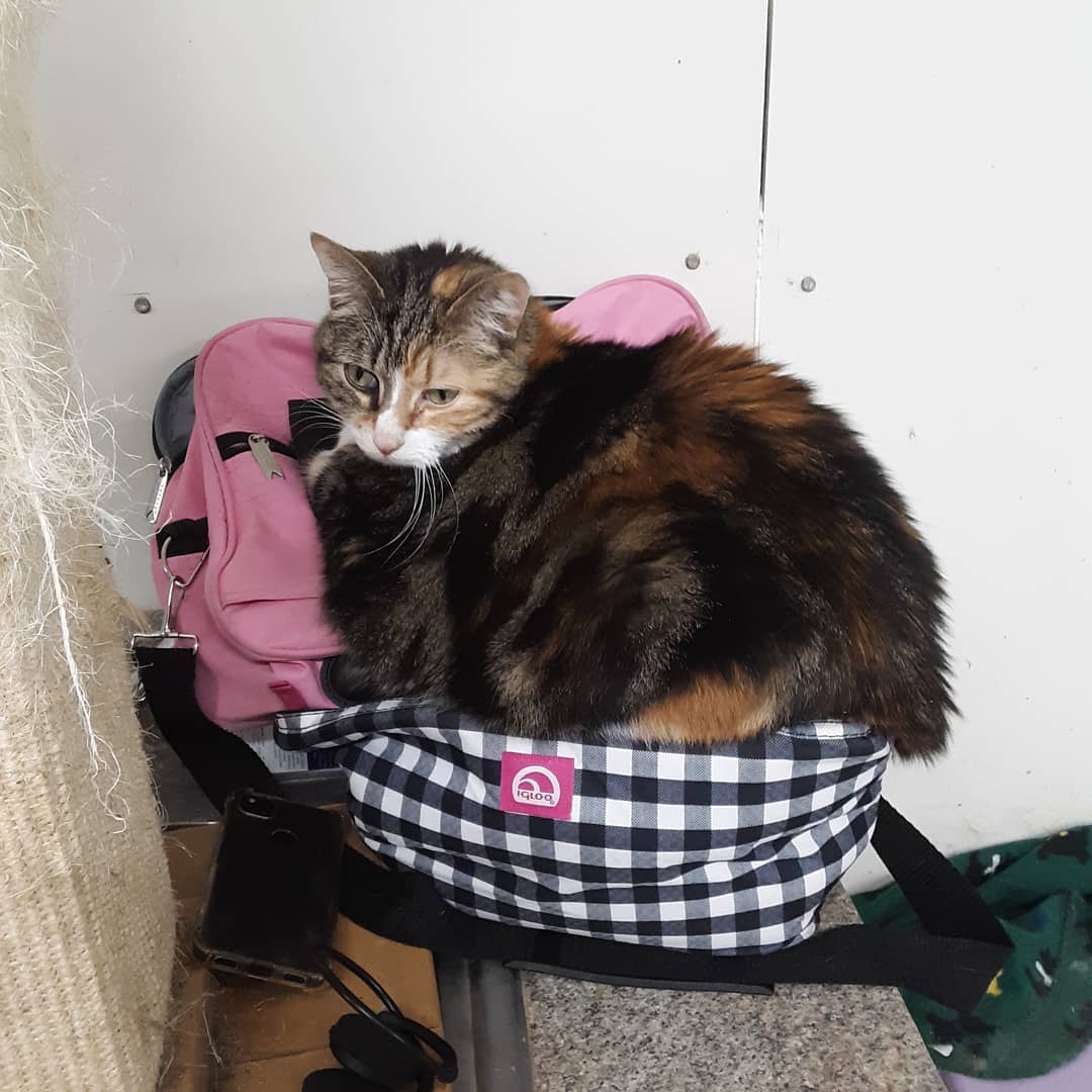 Marilyn monroe has her bags packed and is ready to go.  She is up for adoption.