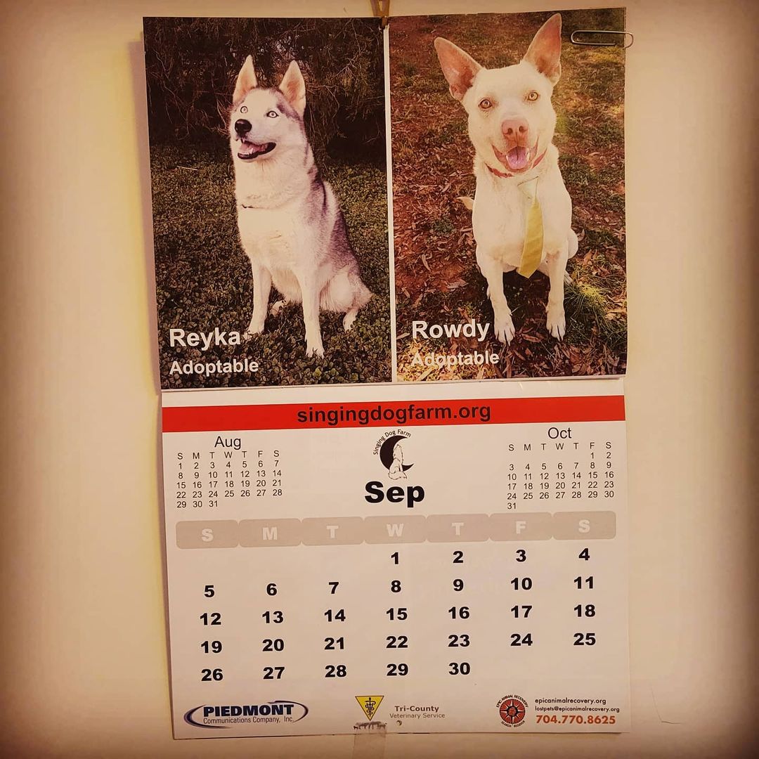Hello September! Rowdy is still here and still waiting.... ❤❤ <a target='_blank' href='https://www.instagram.com/explore/tags/threemorepagesleft/'>#threemorepagesleft</a> 
.
.
.
.
.
<a target='_blank' href='https://www.instagram.com/explore/tags/singingdogfarm/'>#singingdogfarm</a> <a target='_blank' href='https://www.instagram.com/explore/tags/singingdogfarmrescue/'>#singingdogfarmrescue</a> <a target='_blank' href='https://www.instagram.com/explore/tags/huskyrescue/'>#huskyrescue</a> <a target='_blank' href='https://www.instagram.com/explore/tags/adoptablehusky/'>#adoptablehusky</a> <a target='_blank' href='https://www.instagram.com/explore/tags/rescuehuskies/'>#rescuehuskies</a> <a target='_blank' href='https://www.instagram.com/explore/tags/nchuskies/'>#nchuskies</a> <a target='_blank' href='https://www.instagram.com/explore/tags/huskiesareawesome/'>#huskiesareawesome</a> <a target='_blank' href='https://www.instagram.com/explore/tags/adoptahusky/'>#adoptahusky</a> <a target='_blank' href='https://www.instagram.com/explore/tags/adoptablehuskies/'>#adoptablehuskies</a> <a target='_blank' href='https://www.instagram.com/explore/tags/siberianhusky/'>#siberianhusky</a> <a target='_blank' href='https://www.instagram.com/explore/tags/siberianhuskydogs/'>#siberianhuskydogs</a> <a target='_blank' href='https://www.instagram.com/explore/tags/ncdogs/'>#ncdogs</a> <a target='_blank' href='https://www.instagram.com/explore/tags/rescuedogs/'>#rescuedogs</a> <a target='_blank' href='https://www.instagram.com/explore/tags/huskiesofinstagram/'>#huskiesofinstagram</a> <a target='_blank' href='https://www.instagram.com/explore/tags/huskiesofig/'>#huskiesofig</a> <a target='_blank' href='https://www.instagram.com/explore/tags/ncrescuedogs/'>#ncrescuedogs</a>