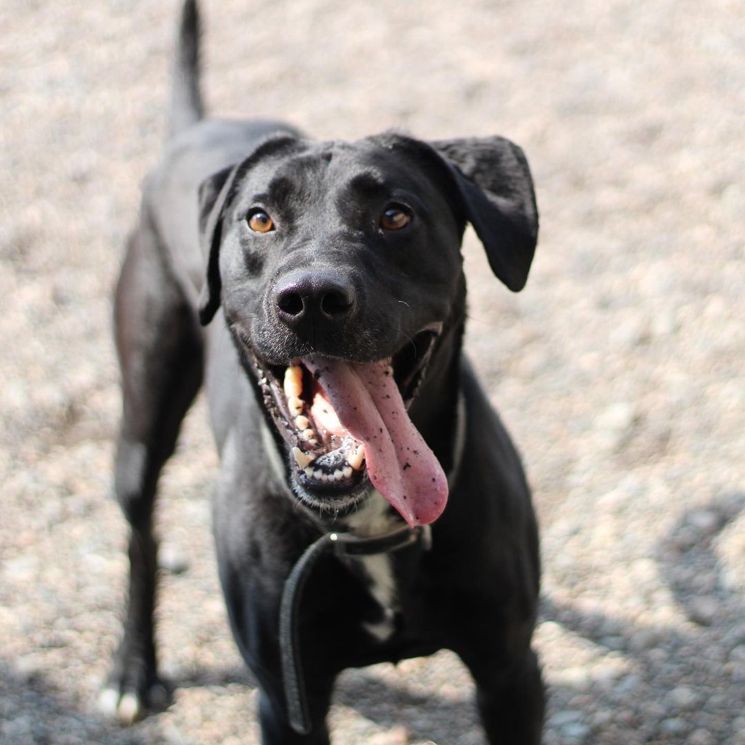 ~~ADOPTED!!~~
Hi! My name is Smoke. I'm a lab mix, 4 years old, 55 lbs, & I have a black coloring with just a bit of white here & there.

I was quite the menace when I came in! I ripped the door right off of one of the kennels one night & had a party in the back room! I've chilled out since then though, & I don't try to massacre every chain link I find. Not that I couldn't, but I might as well not cost these guys hundreds of dollars when they feed me & stuff, ya know? I make sure I let them know I could do it at any moment if I wanted, though! Gotta keep 'em on their toes, y'know what I'm sayin? I definitely live up to my name of 