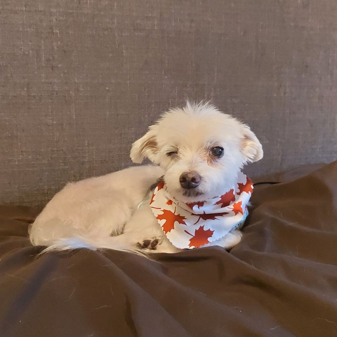 Marley looking like a model after his groom! 

<a target='_blank' href='https://www.instagram.com/explore/tags/thedoggos/'>#thedoggos</a> <a target='_blank' href='https://www.instagram.com/explore/tags/lovedogs/'>#lovedogs</a> <a target='_blank' href='https://www.instagram.com/explore/tags/seniordogsofinstagram/'>#seniordogsofinstagram</a> <a target='_blank' href='https://www.instagram.com/explore/tags/dogsofinstagram/'>#dogsofinstagram</a> <a target='_blank' href='https://www.instagram.com/explore/tags/doggydaycare/'>#doggydaycare</a> <a target='_blank' href='https://www.instagram.com/explore/tags/maltese/'>#maltese</a> <a target='_blank' href='https://www.instagram.com/explore/tags/littleman/'>#littleman</a> <a target='_blank' href='https://www.instagram.com/explore/tags/freshcut/'>#freshcut</a> <a target='_blank' href='https://www.instagram.com/explore/tags/groomersofinstagram/'>#groomersofinstagram</a> <a target='_blank' href='https://www.instagram.com/explore/tags/groomersofetobicoke/'>#groomersofetobicoke</a> <a target='_blank' href='https://www.instagram.com/explore/tags/etobicokedogs/'>#etobicokedogs</a> <a target='_blank' href='https://www.instagram.com/explore/tags/torontodogs/'>#torontodogs</a> <a target='_blank' href='https://www.instagram.com/explore/tags/torontogrooming/'>#torontogrooming</a>