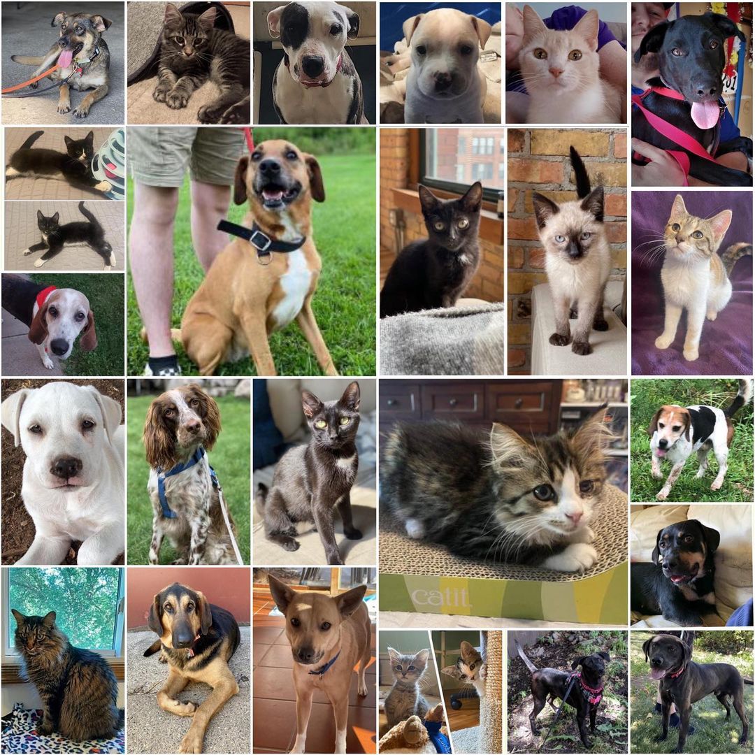 Happy September! August brought some hot weather to MN, but it also brought homes to all these babies! We’re ready to do it again this month! 
.
.
.
<a target='_blank' href='https://www.instagram.com/explore/tags/Adoptdontshop/'>#Adoptdontshop</a> <a target='_blank' href='https://www.instagram.com/explore/tags/redemptionroadrescue/'>#redemptionroadrescue</a> <a target='_blank' href='https://www.instagram.com/explore/tags/redemptionroadmn/'>#redemptionroadmn</a> <a target='_blank' href='https://www.instagram.com/explore/tags/kittens/'>#kittens</a> <a target='_blank' href='https://www.instagram.com/explore/tags/kittensofinstagram/'>#kittensofinstagram</a> <a target='_blank' href='https://www.instagram.com/explore/tags/minneapoliskitty/'>#minneapoliskitty</a> <a target='_blank' href='https://www.instagram.com/explore/tags/rescuedismyfavoritebreed/'>#rescuedismyfavoritebreed</a> <a target='_blank' href='https://www.instagram.com/explore/tags/minnesotakittens/'>#minnesotakittens</a> <a target='_blank' href='https://www.instagram.com/explore/tags/rescuekitten/'>#rescuekitten</a> <a target='_blank' href='https://www.instagram.com/explore/tags/adoptedkitten/'>#adoptedkitten</a> <a target='_blank' href='https://www.instagram.com/explore/tags/Adoptdontshop/'>#Adoptdontshop</a> <a target='_blank' href='https://www.instagram.com/explore/tags/redemptionroadrescue/'>#redemptionroadrescue</a> <a target='_blank' href='https://www.instagram.com/explore/tags/redemptionroadmn/'>#redemptionroadmn</a> <a target='_blank' href='https://www.instagram.com/explore/tags/puppies/'>#puppies</a> <a target='_blank' href='https://www.instagram.com/explore/tags/dogsofinstagram/'>#dogsofinstagram</a> <a target='_blank' href='https://www.instagram.com/explore/tags/minneapolisdog/'>#minneapolisdog</a> <a target='_blank' href='https://www.instagram.com/explore/tags/rescuedismyfavoritebreed/'>#rescuedismyfavoritebreed</a> <a target='_blank' href='https://www.instagram.com/explore/tags/minnesotadogs/'>#minnesotadogs</a> <a target='_blank' href='https://www.instagram.com/explore/tags/rescuepup/'>#rescuepup</a> <a target='_blank' href='https://www.instagram.com/explore/tags/adopteddog/'>#adopteddog</a>